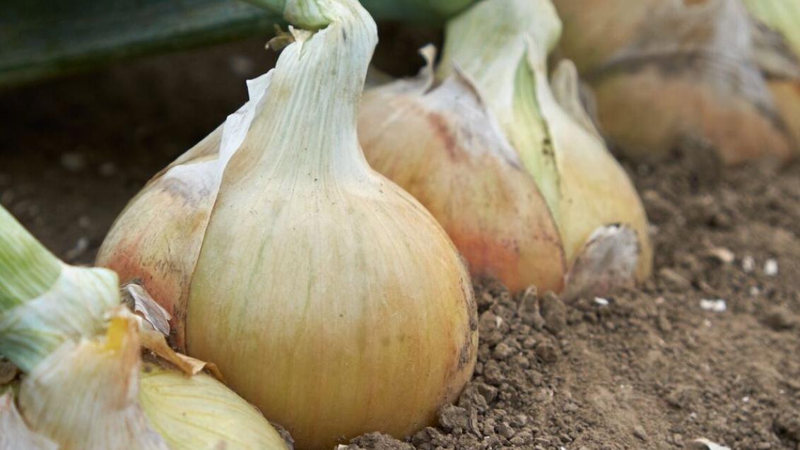 Yellow Onion