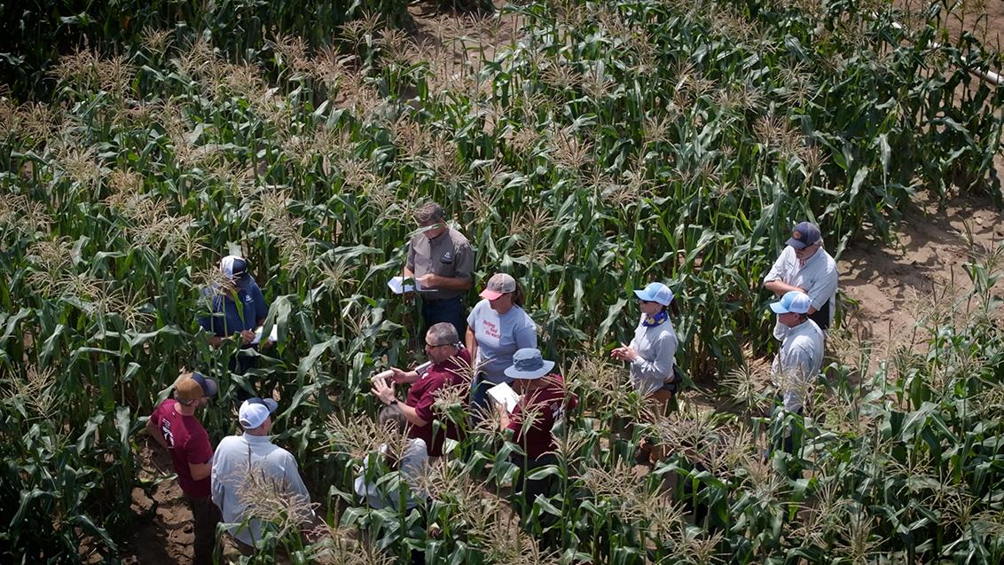 A csemegekukorica jövője: tudományos innováció a termőképesség és a szem-csutka arány optimalizálásban