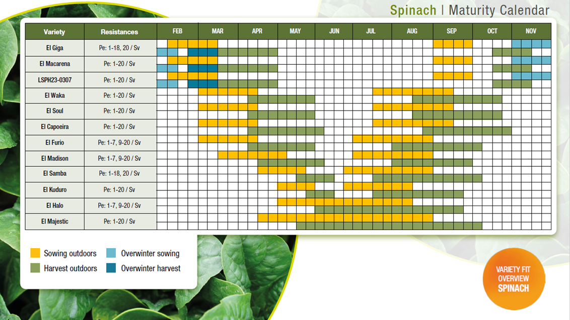 Spinach Maturity Calendar 2026
