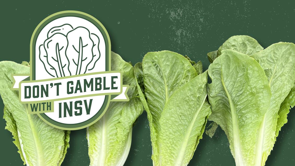 Romaine lettuce with graphic that says don't gamble with insv