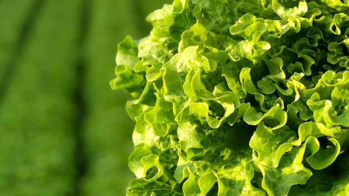 Hero_Lettuce