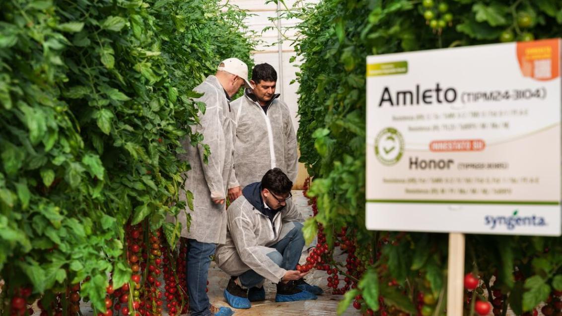 tomatoes news