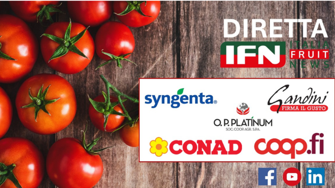Syngenta-vegetable-seeds-tomato