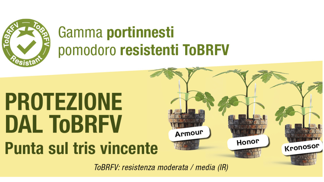 Gamma-portinnesti-ToBRFV-Syngenta