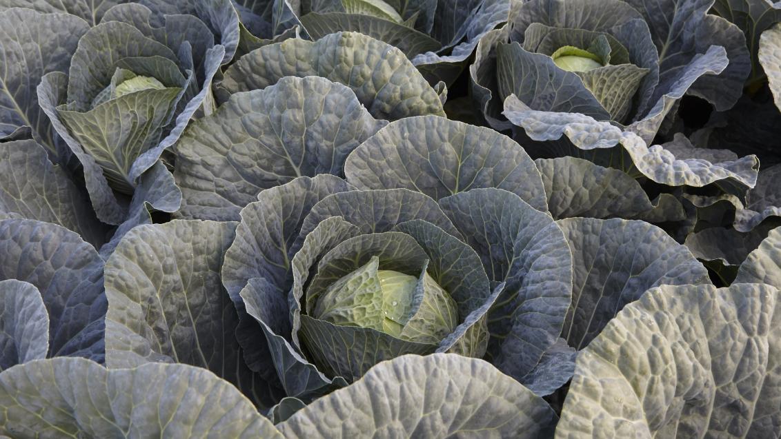 Savoy-Cabbage_Dojran