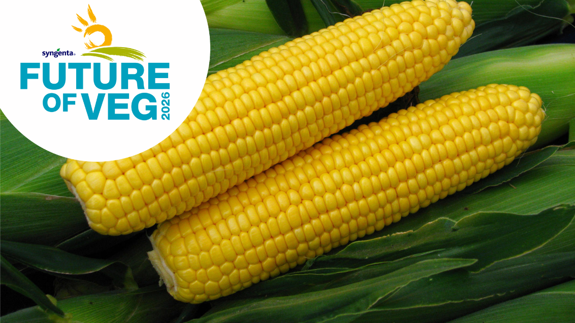 Plainfield Sweet Corn Header