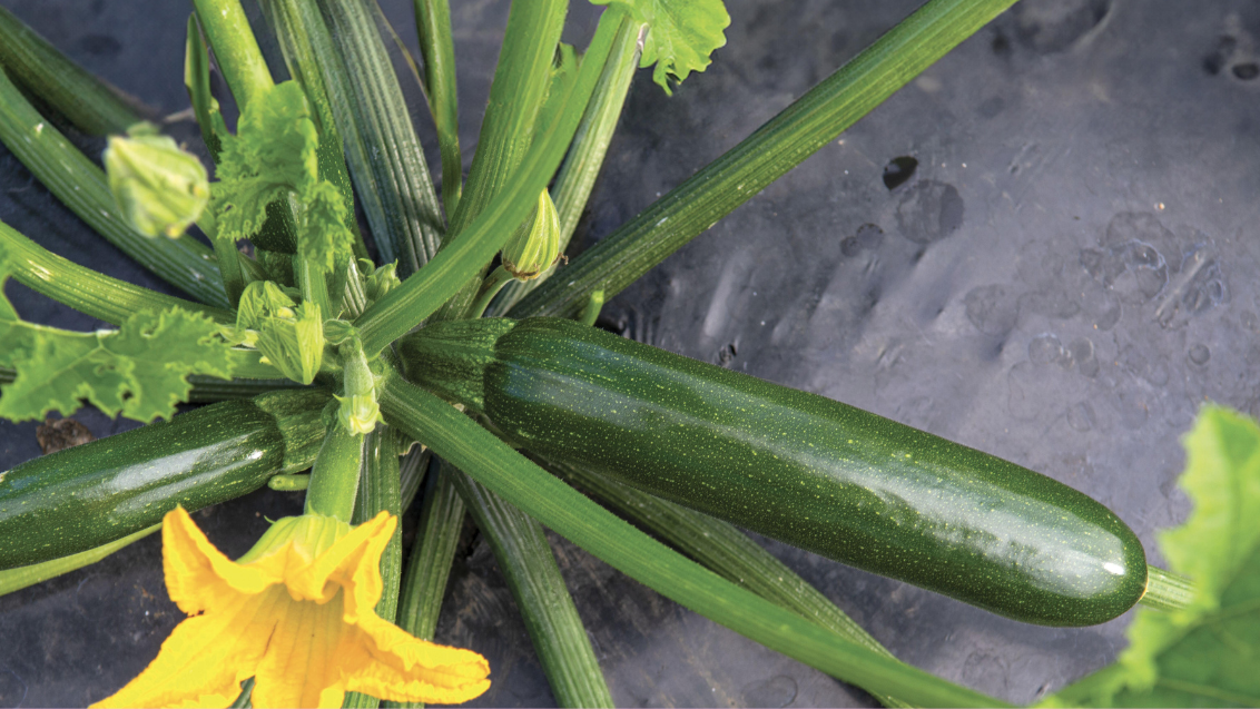Squash-Zantes-Syngenta