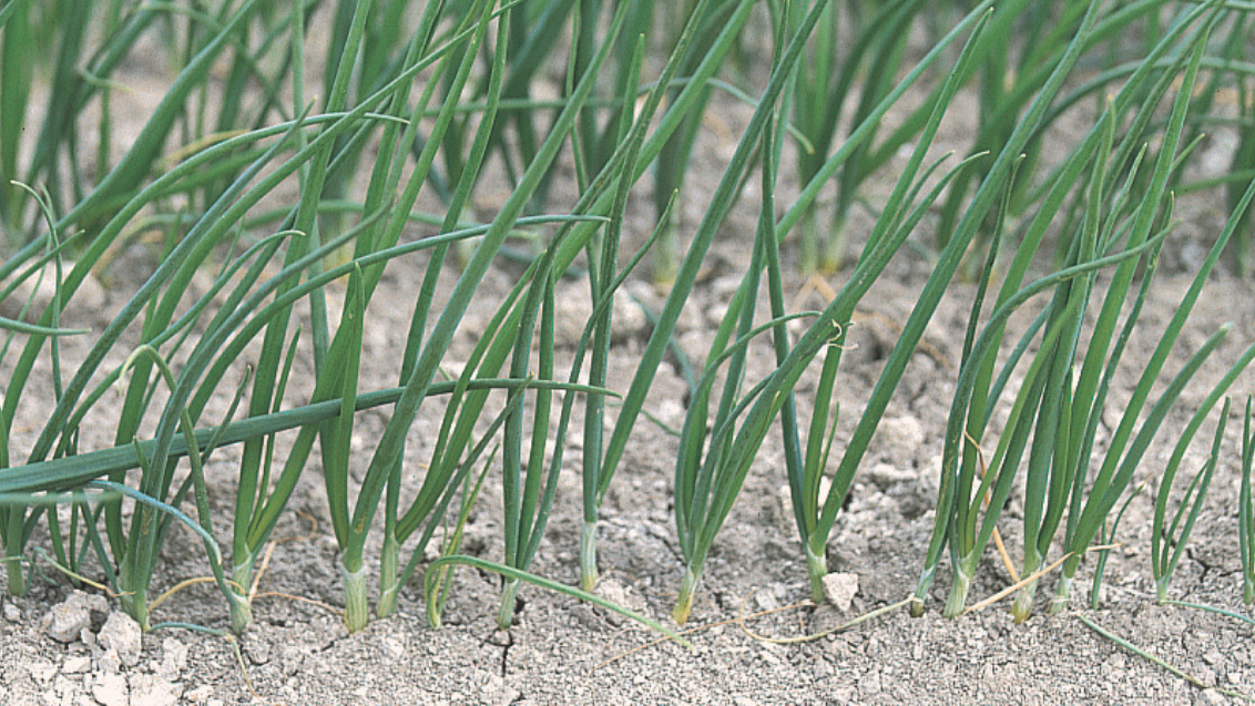 Rows of green onion shoots growing in sandy soil