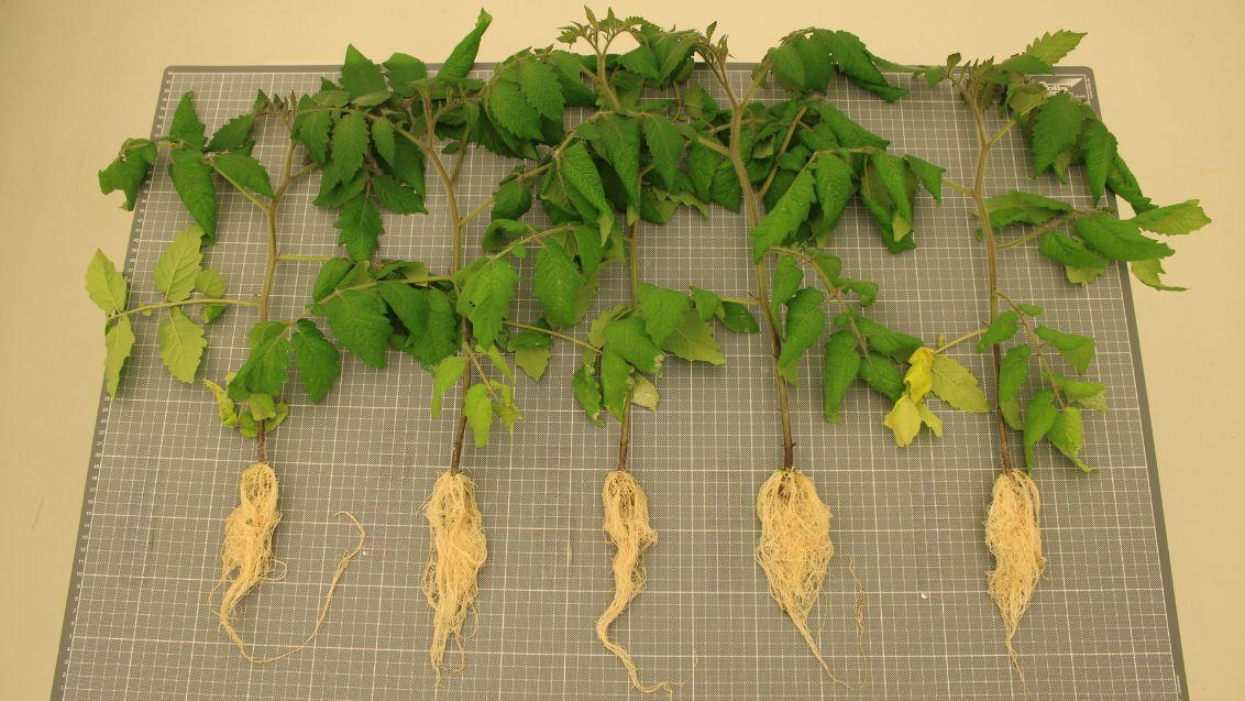 Rootstock Study 2026