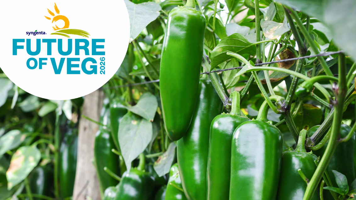 Jalapeno peppers on plant with Syngenta Future of Veg logo displayed on white circle