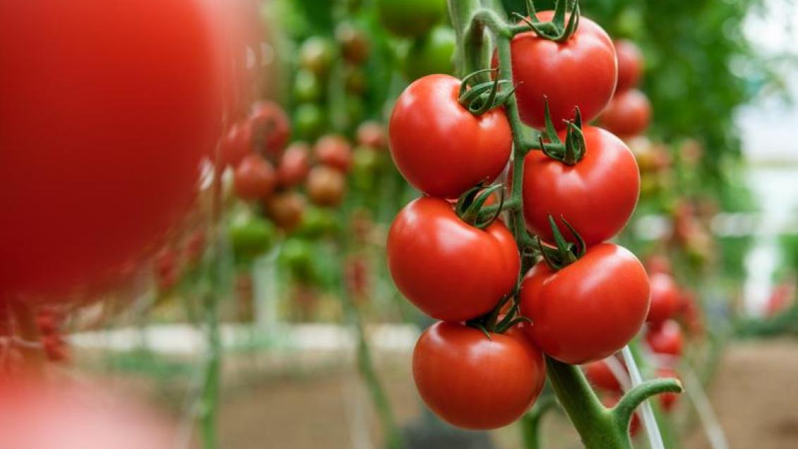 Red tomato on a branch