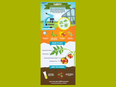 Tomato Brown Rugose Fruit Virus (ToBRFV) Information Center | Syngenta ...