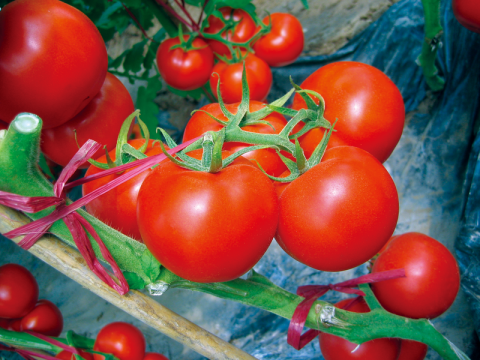 Sentient Tomato Tomatos | Syngenta Vegetable Seeds