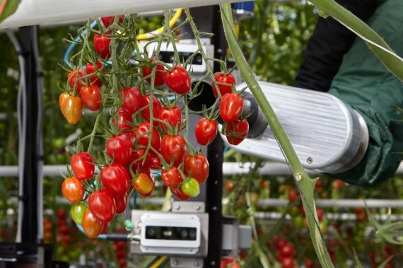 tomatovision_robotics
