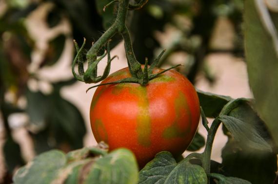 Tobrfv plants and fruits