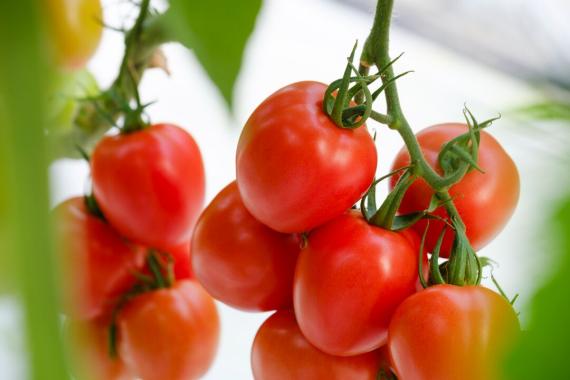 Tobrfv plants and fruits