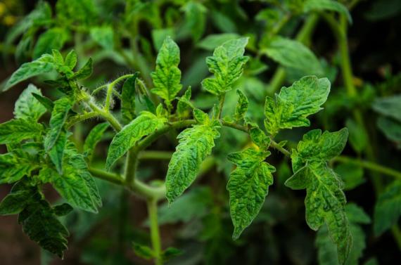 Tobrfv plants and fruits