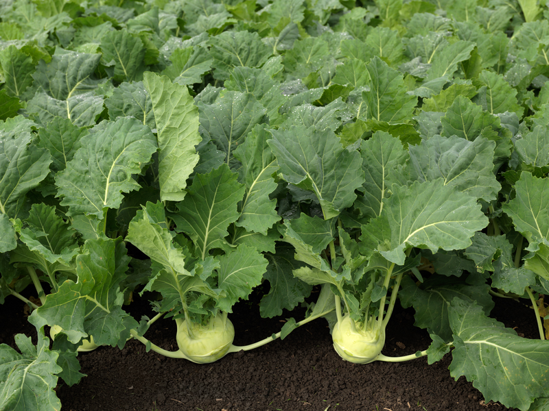 webimage-Bogart_SGK0008_NL_Kohlrabi_2019-2-jpg.png
