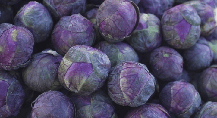 Coraletta Brussels Sprout