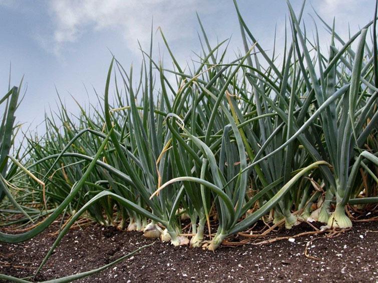 onion crops