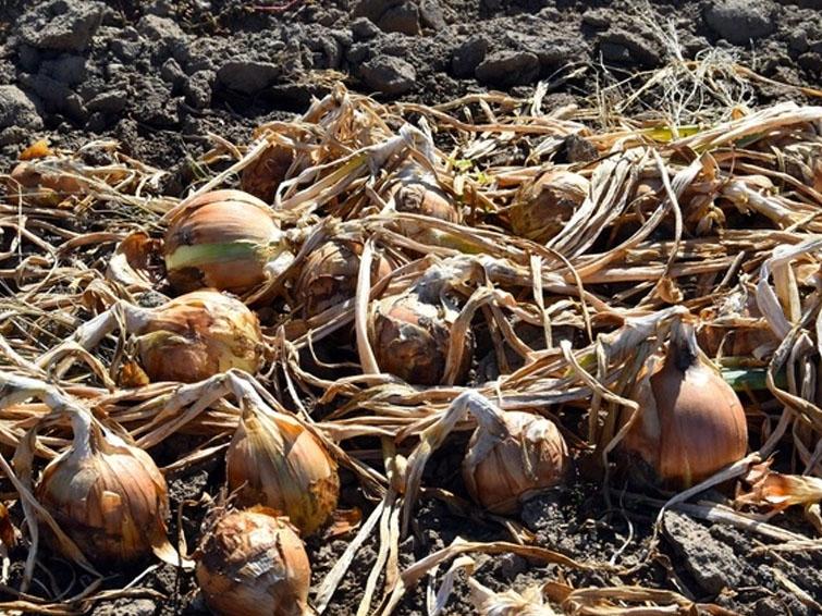 infected onions