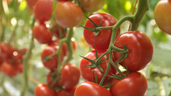 tomato