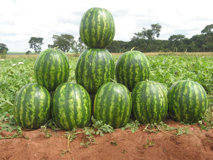 Manchester Watermelon