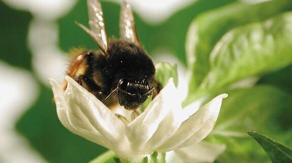 abeille