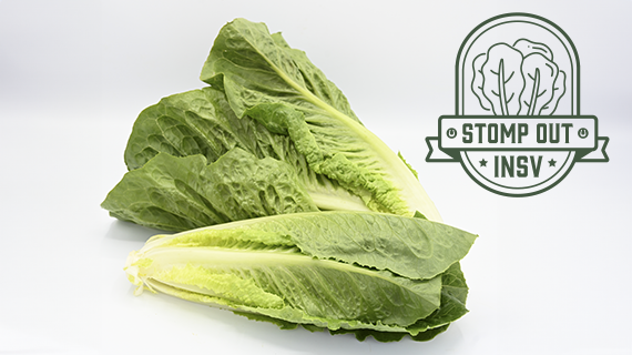 Stampede Romaine Lettuce