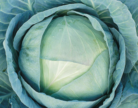 Agressor white cabbage