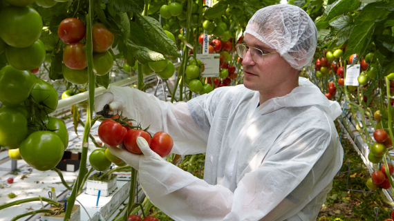 tomato_harvest_570x320.png