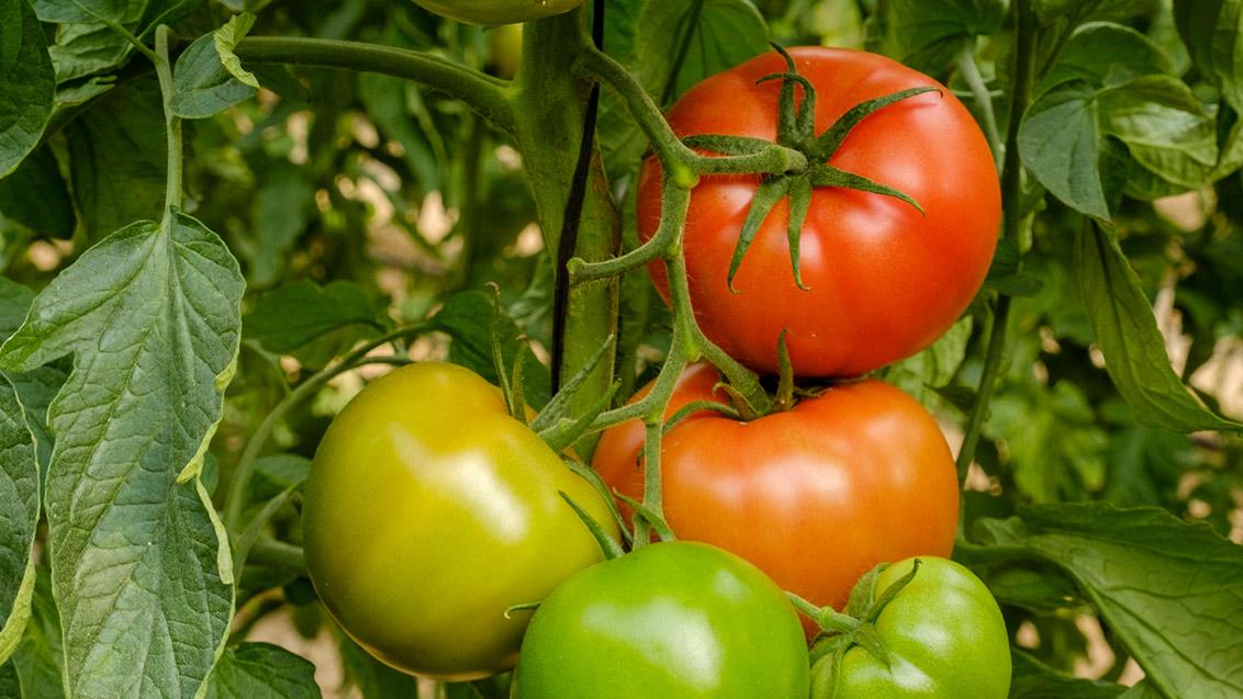 tomate