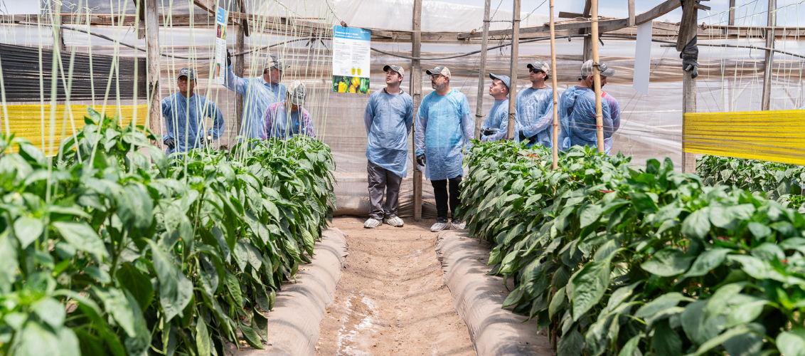 dia de campo Experiencia Syngenta