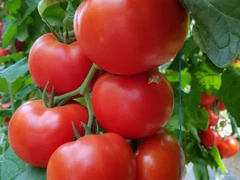 Tomate