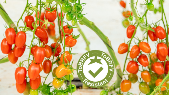 Portfolio tomate
