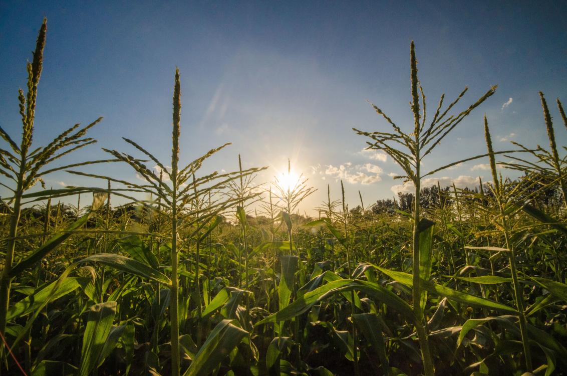 Sweet Corn Field