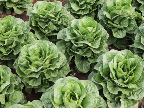 lechuga_480x360.jpg