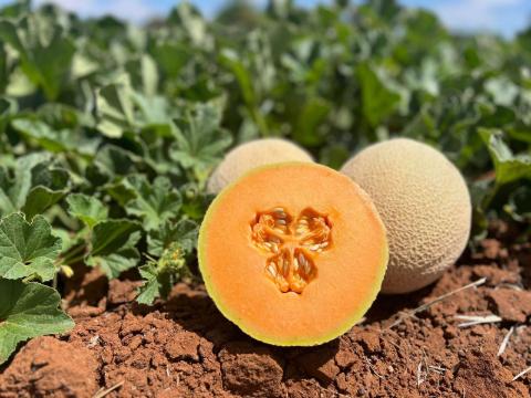 melon_480x360.jpg