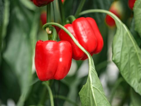pimiento_480x360.jpg