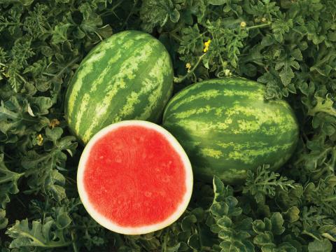 sandia_480x360_.jpg