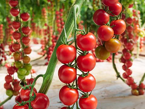 tomate-480x360.jpg