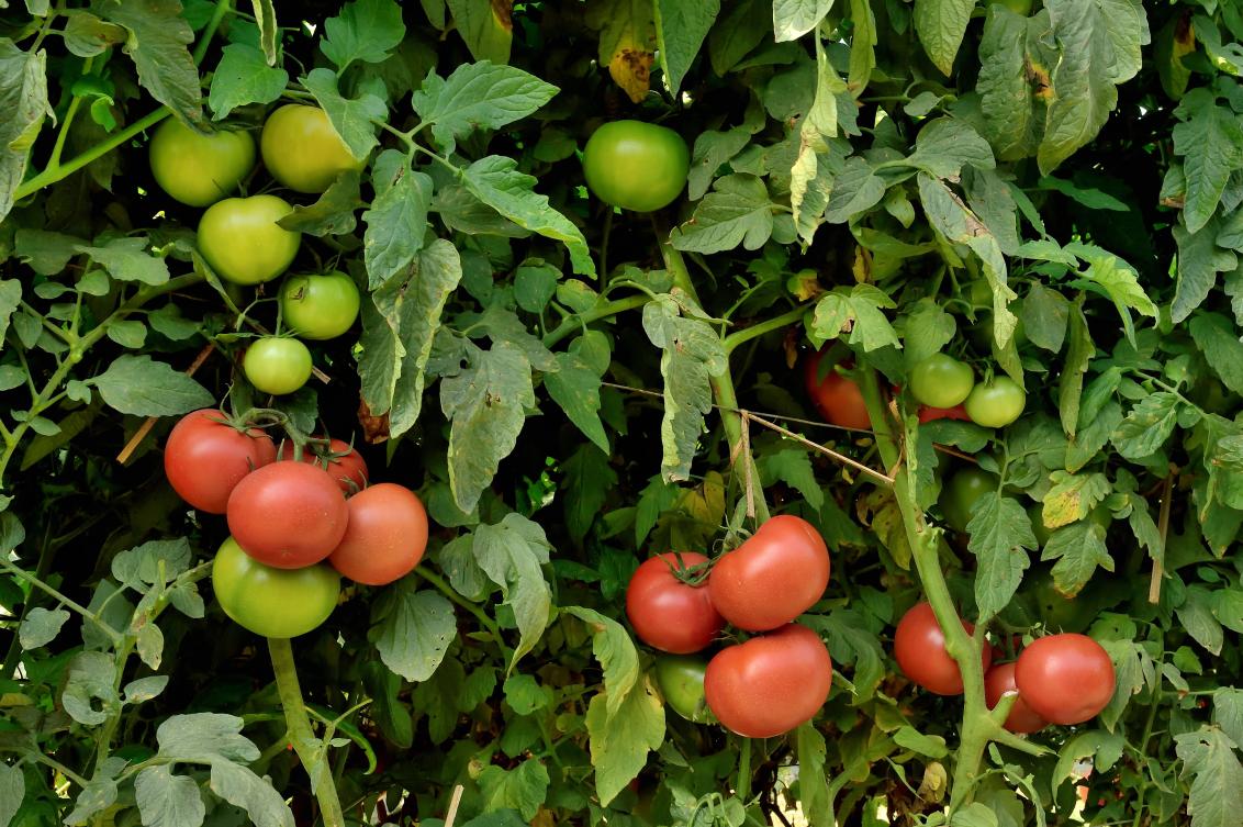 Tomato Veraneio