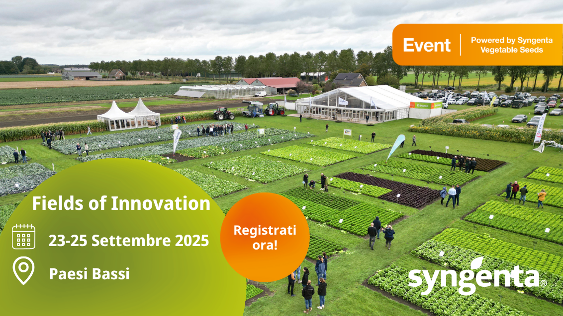 Fields of Innovation Syngenta Vegetable Seeds