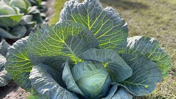 Brassicas