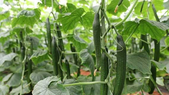 Cucumber