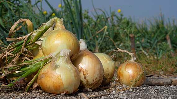 Onion