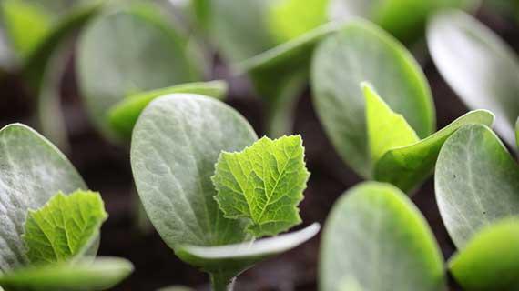 Rootstock