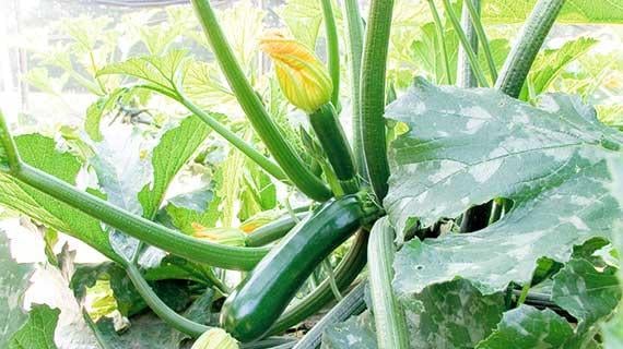 Squash