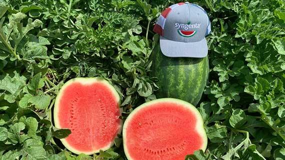 Watermelon