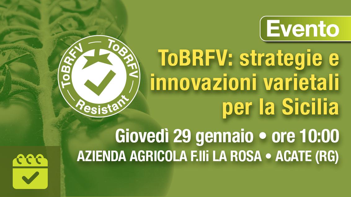 Amleto e portinnesti Syngenta ToBRFV resisistenti